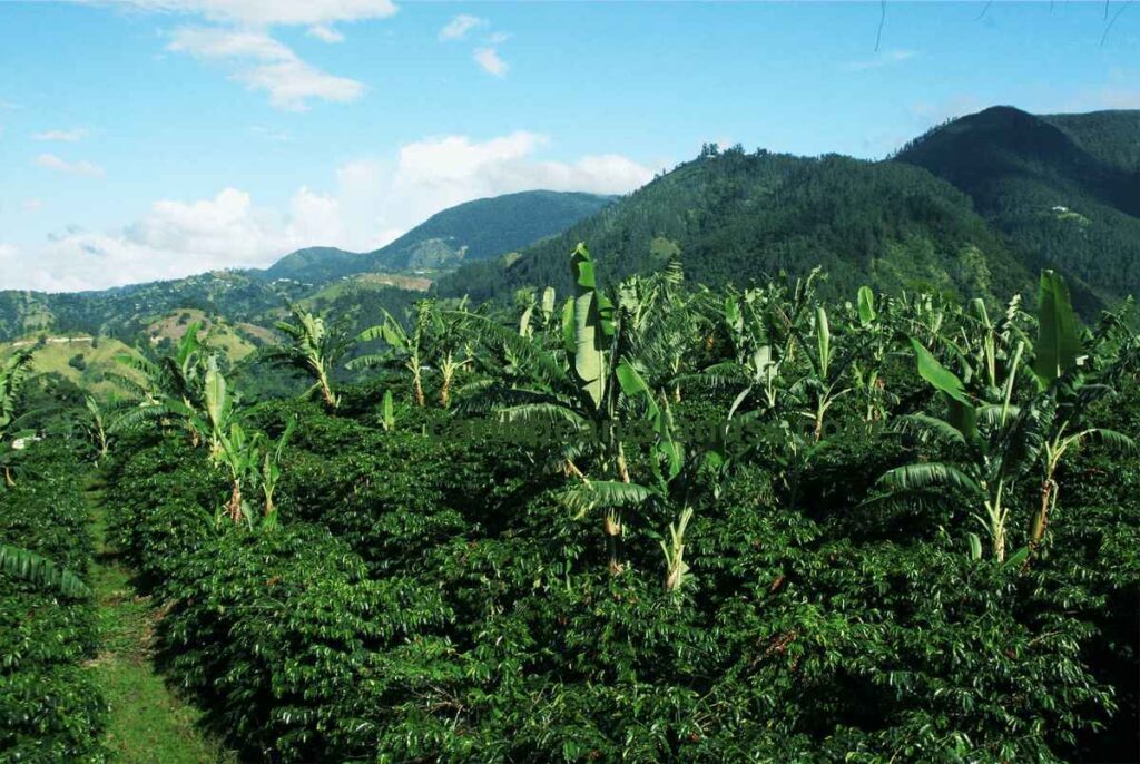 Jamaica Blue mountains coffee plants