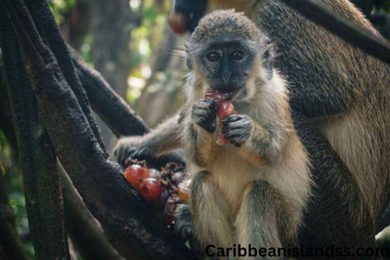 A beautiful baby monkey eating fruit on the tree in Barbados Island